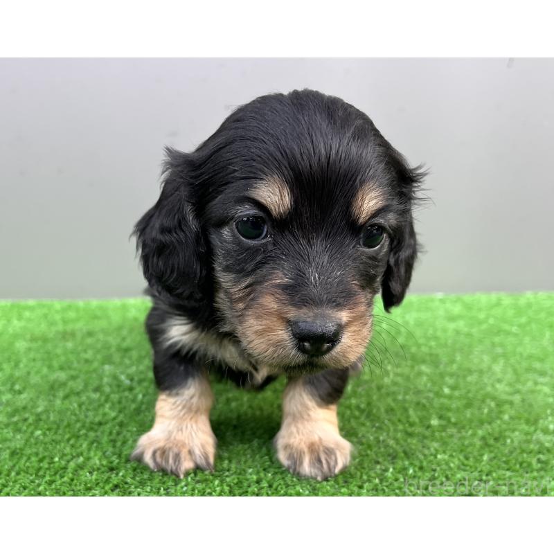 販売中の兵庫県のカニンヘンダックスフンド(ロングヘアード)-440552の6枚目