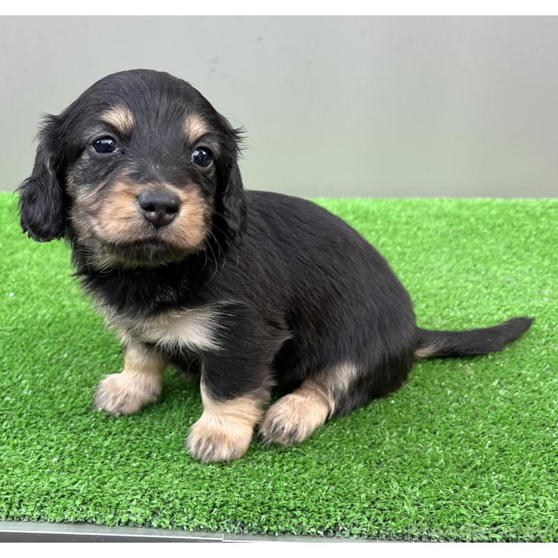 販売中の兵庫県のカニンヘンダックスフンド(ロングヘアード)-440552の4枚目