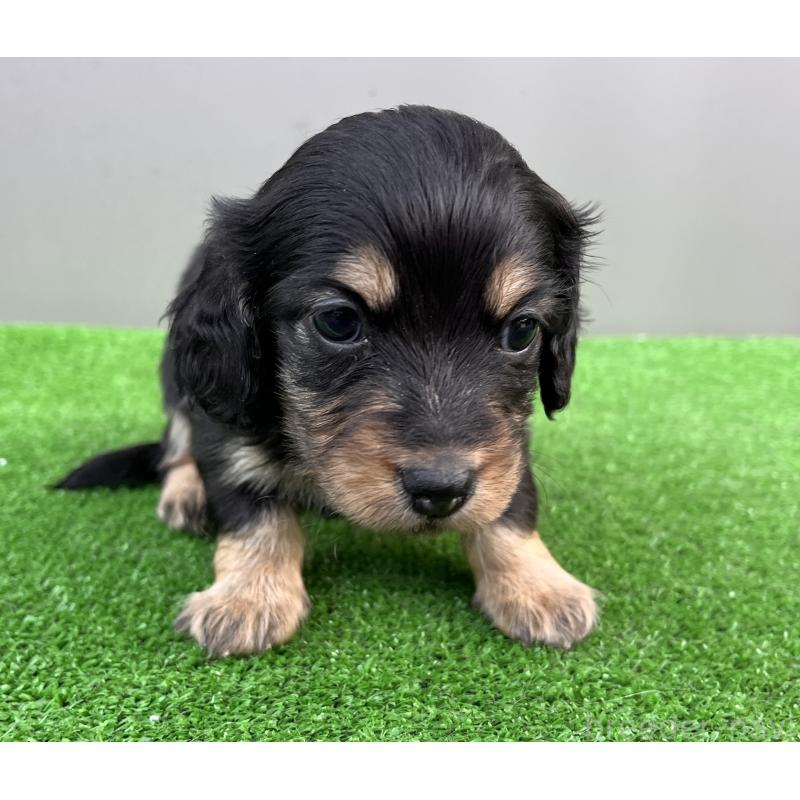 販売中の兵庫県のカニンヘンダックスフンド(ロングヘアード)-440552の3枚目