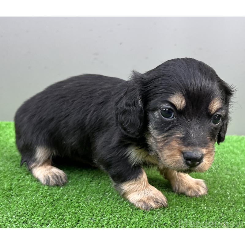 販売中の兵庫県のカニンヘンダックスフンド(ロングヘアード)-440552の2枚目