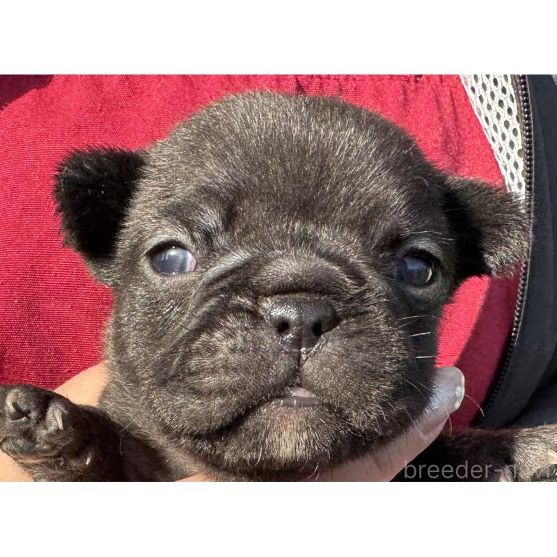 販売中の徳島県のフレンチブルドッグ-440553の5枚目