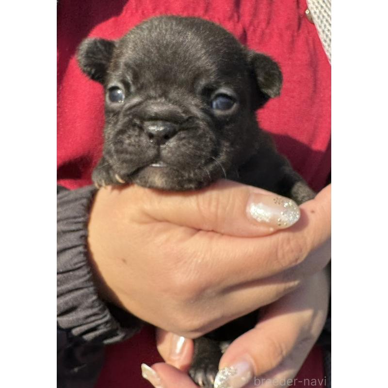 販売中の徳島県のフレンチブルドッグ-440553の4枚目