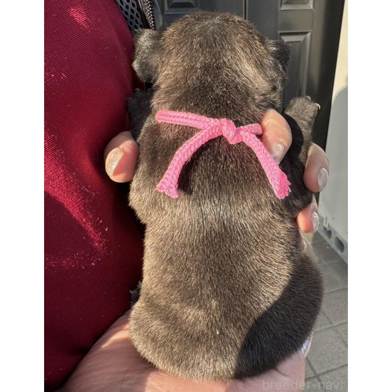 販売中の徳島県のフレンチブルドッグ-440553の3枚目