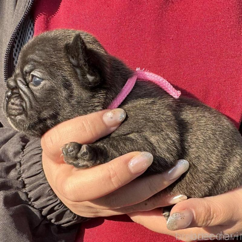 販売中の徳島県のフレンチブルドッグ-440553の2枚目