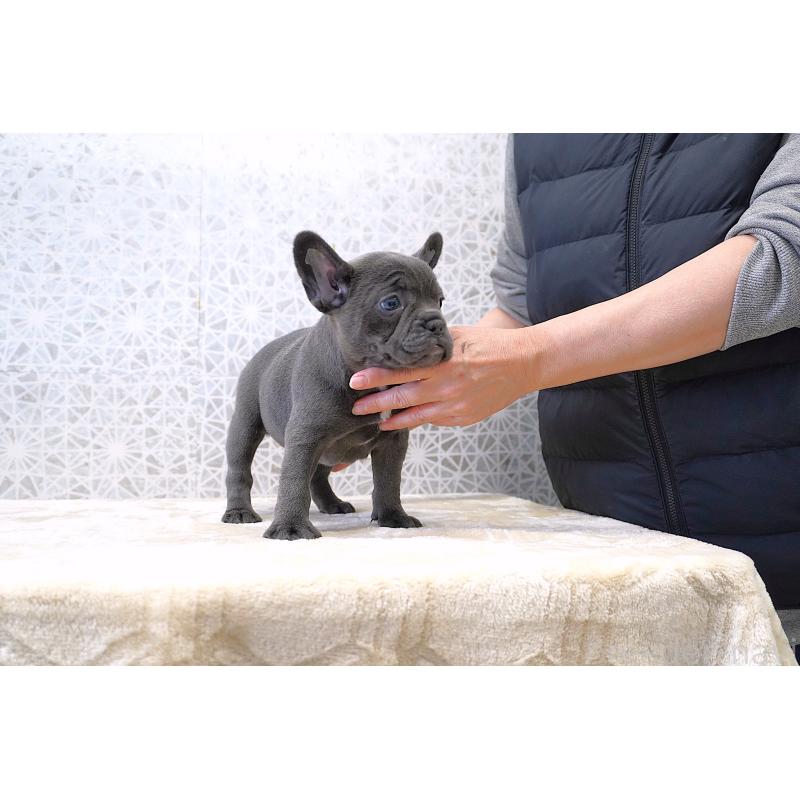 販売中の東京都のフレンチブルドッグ-440556の8枚目