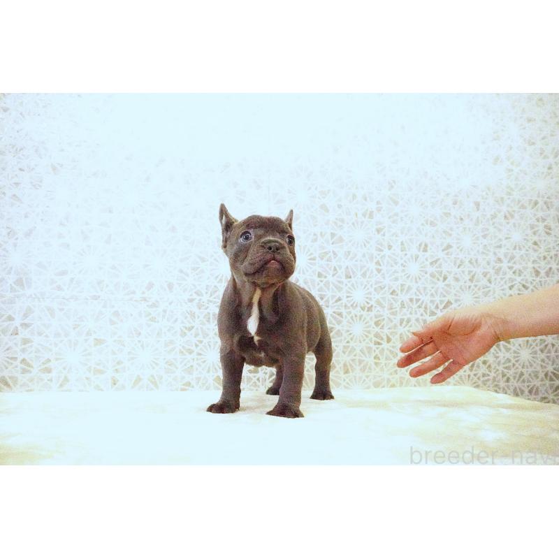 販売中の東京都のフレンチブルドッグ-440556の7枚目