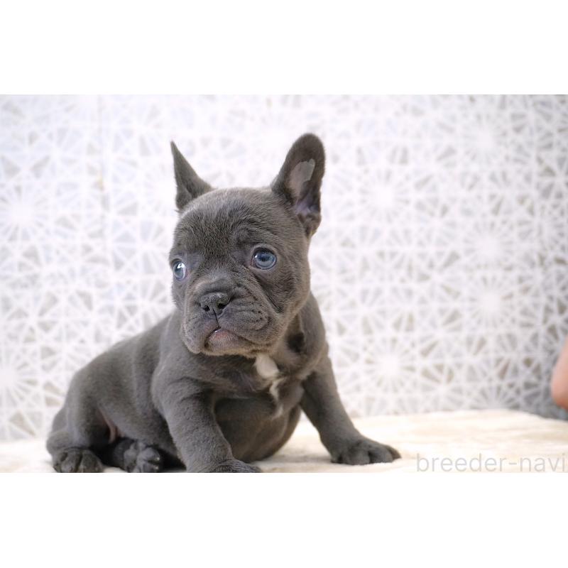 販売中の東京都のフレンチブルドッグ-440556の6枚目