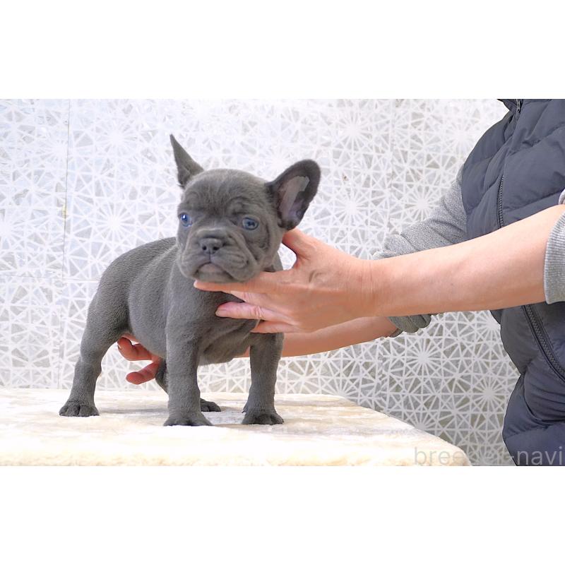 販売中の東京都のフレンチブルドッグ-440556の5枚目