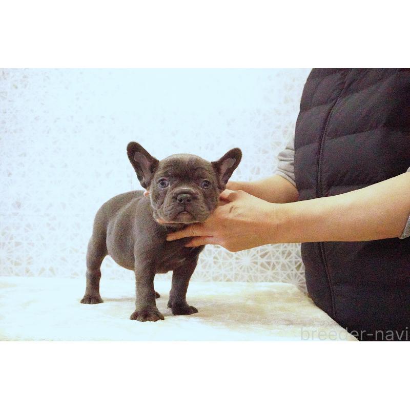 販売中の東京都のフレンチブルドッグ-440556の3枚目