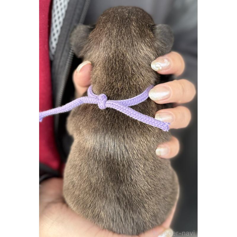 販売中の徳島県のフレンチブルドッグ-440559の4枚目