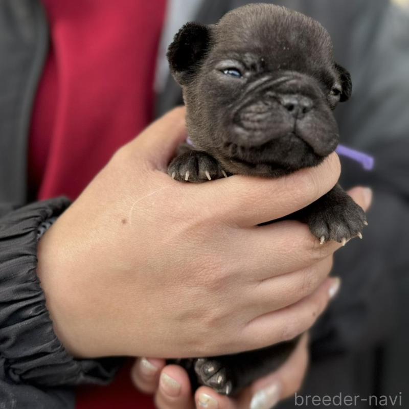 販売中の徳島県のフレンチブルドッグ-440559の3枚目
