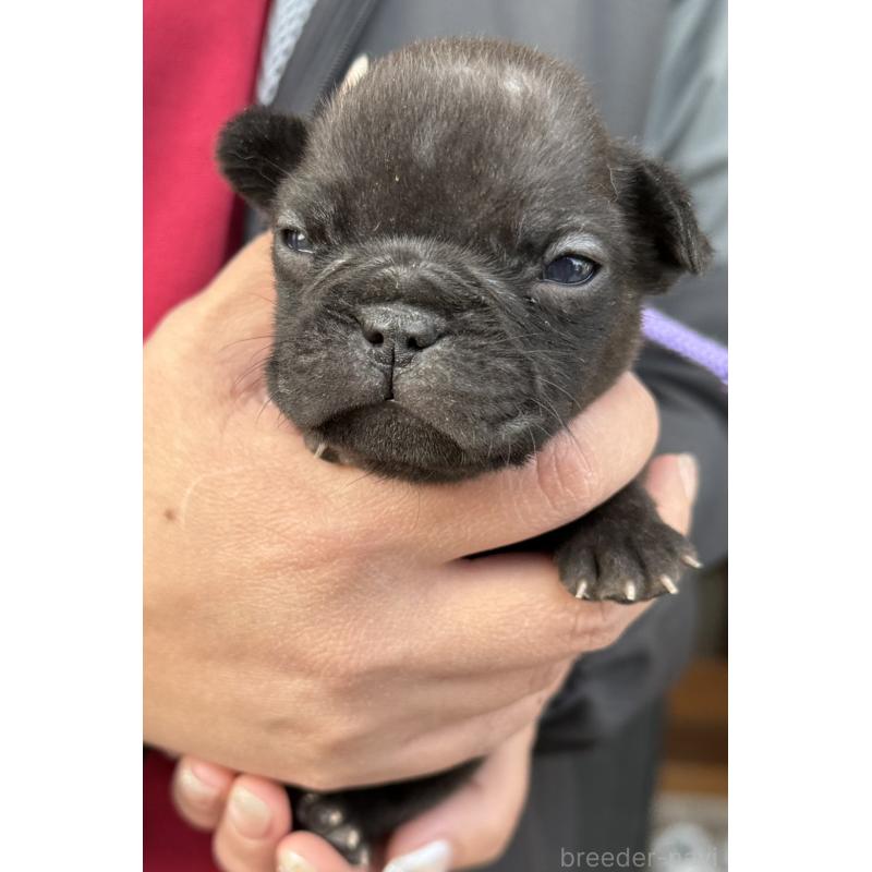 販売中の徳島県のフレンチブルドッグ-440559の2枚目