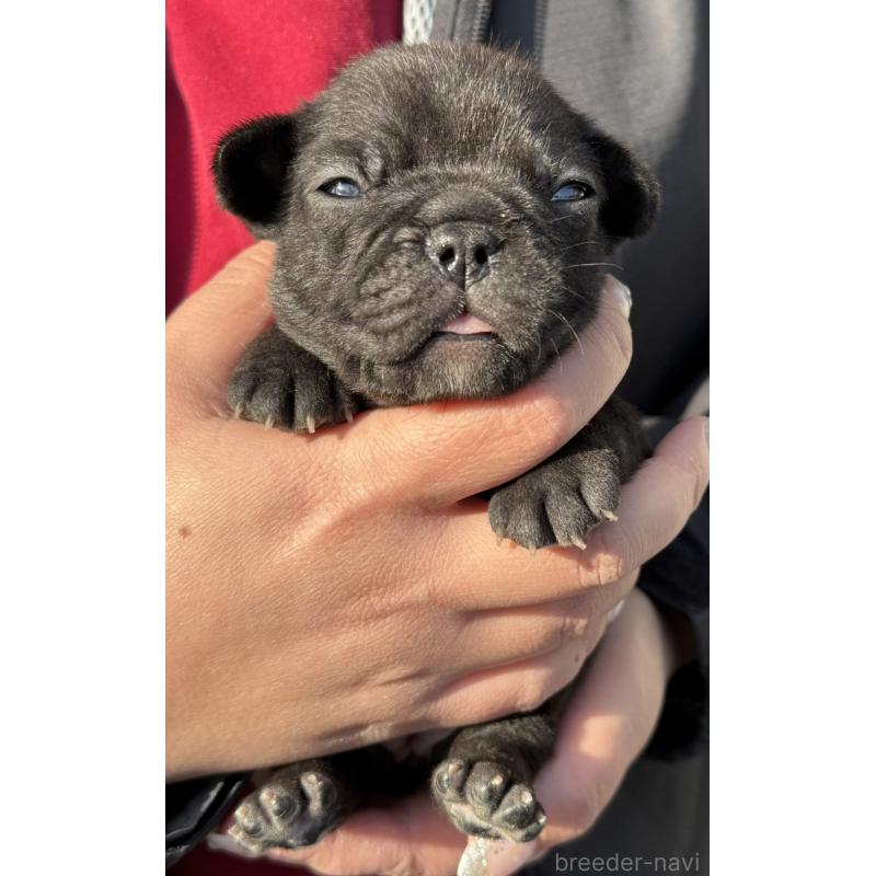 販売中の徳島県のフレンチブルドッグ-440561の4枚目