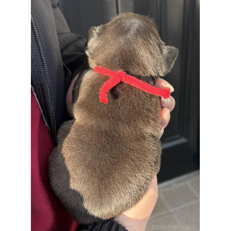 販売中の徳島県のフレンチブルドッグ-440561の3枚目