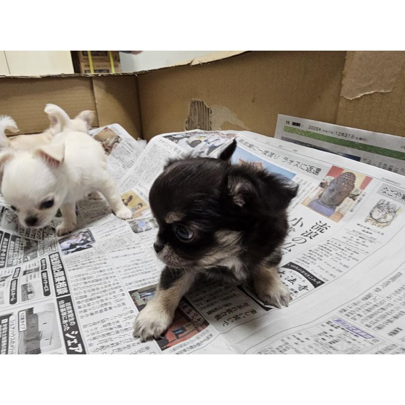 販売中の愛知県のチワワ(ロングコート)-440560の4枚目