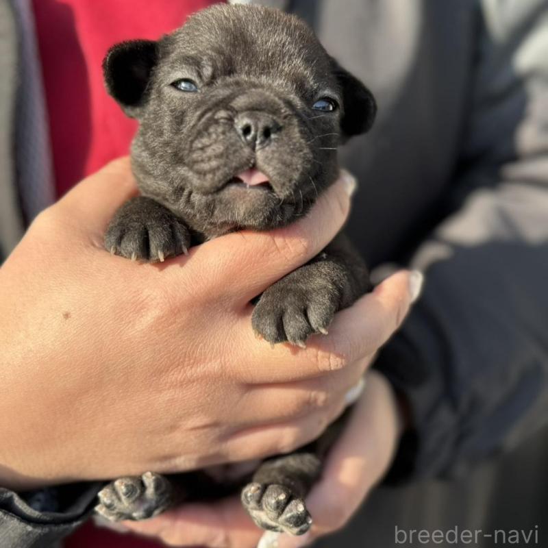 販売中の徳島県のフレンチブルドッグ-440561