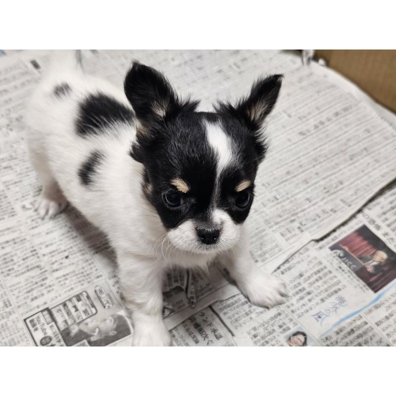 販売中の愛知県のチワワ(ロングコート)-440562の6枚目