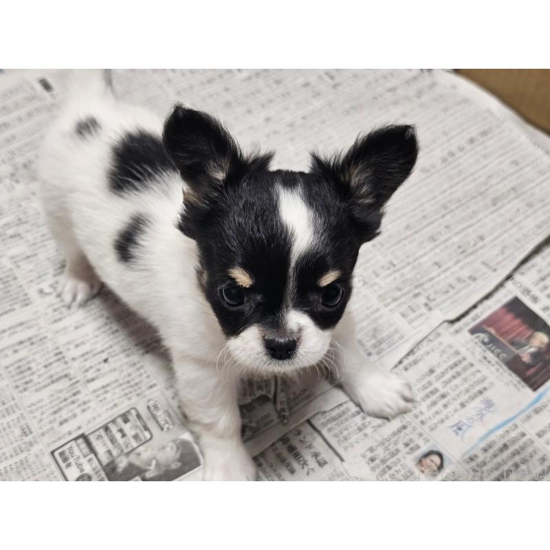 販売中の愛知県のチワワ(ロングコート)-440562の5枚目