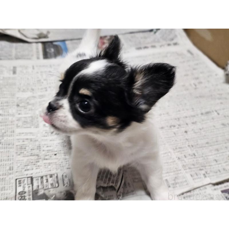 販売中の愛知県のチワワ(ロングコート)-440562の4枚目