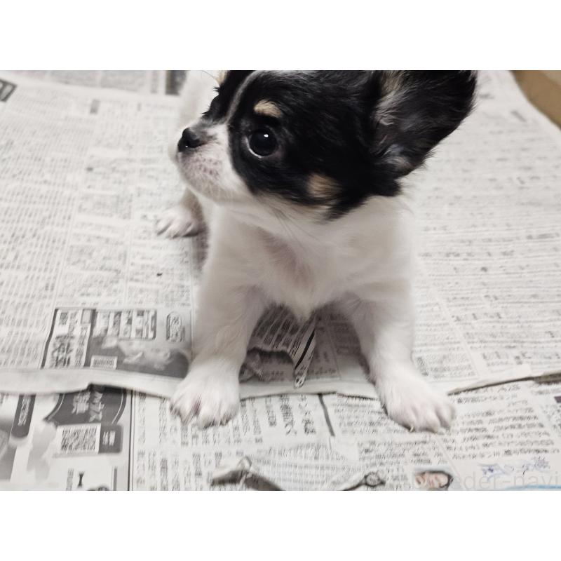 販売中の愛知県のチワワ(ロングコート)-440562の3枚目