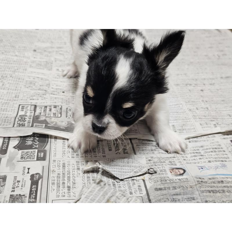 販売中の愛知県のチワワ(ロングコート)-440562の2枚目