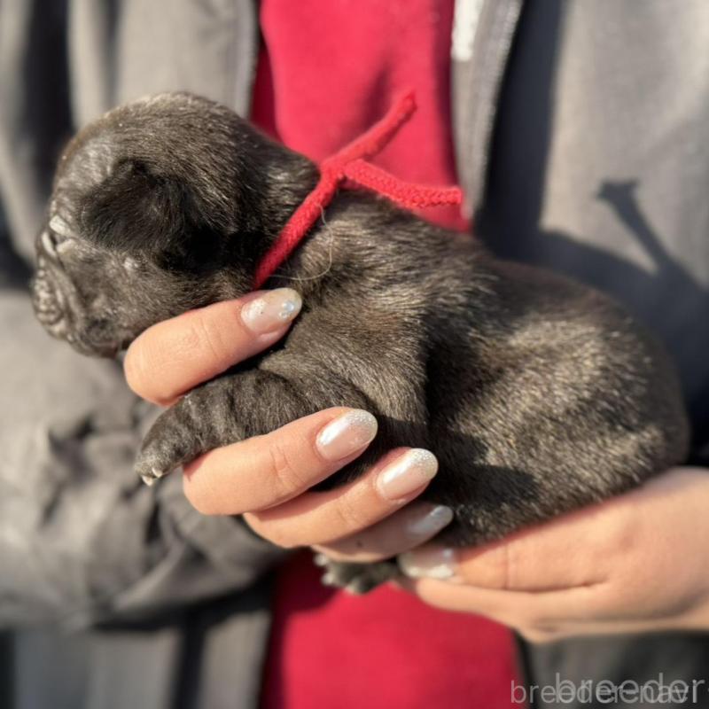 販売中の徳島県のフレンチブルドッグ-440561の2枚目