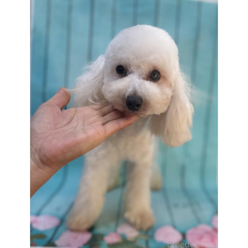 販売中の大阪府のタイニープードル-384232