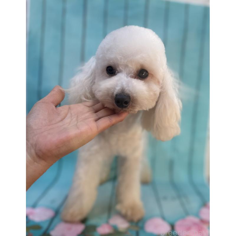 販売中の大阪府のタイニープードル-384232の10枚目