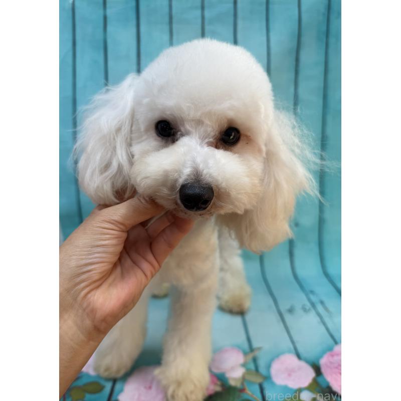 販売中の大阪府のタイニープードル-384232の9枚目