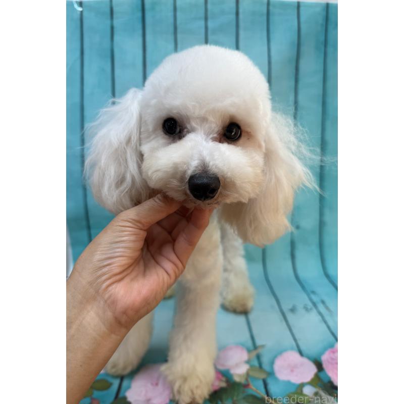 販売中の大阪府のタイニープードル-384232の8枚目
