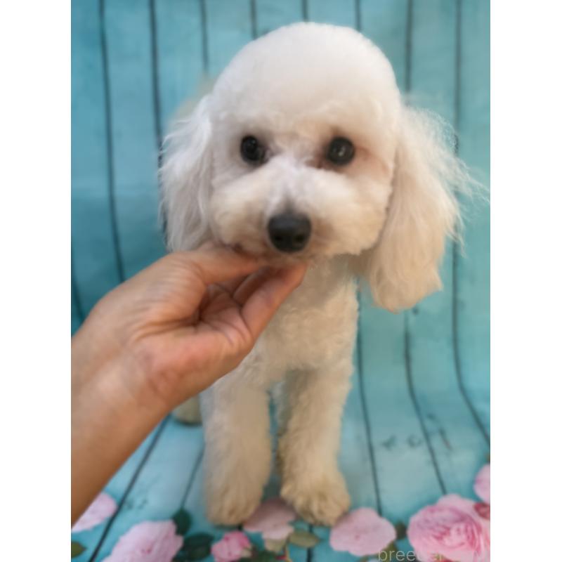 販売中の大阪府のタイニープードル-384232の7枚目