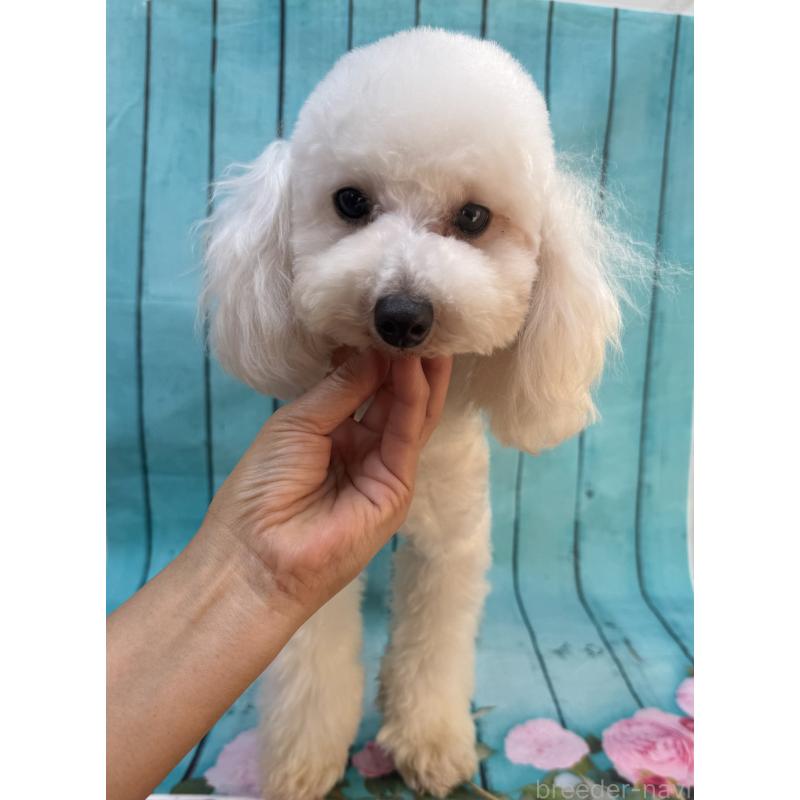 販売中の大阪府のタイニープードル-384232の6枚目