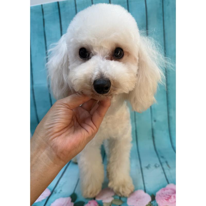販売中の大阪府のタイニープードル-384232の5枚目
