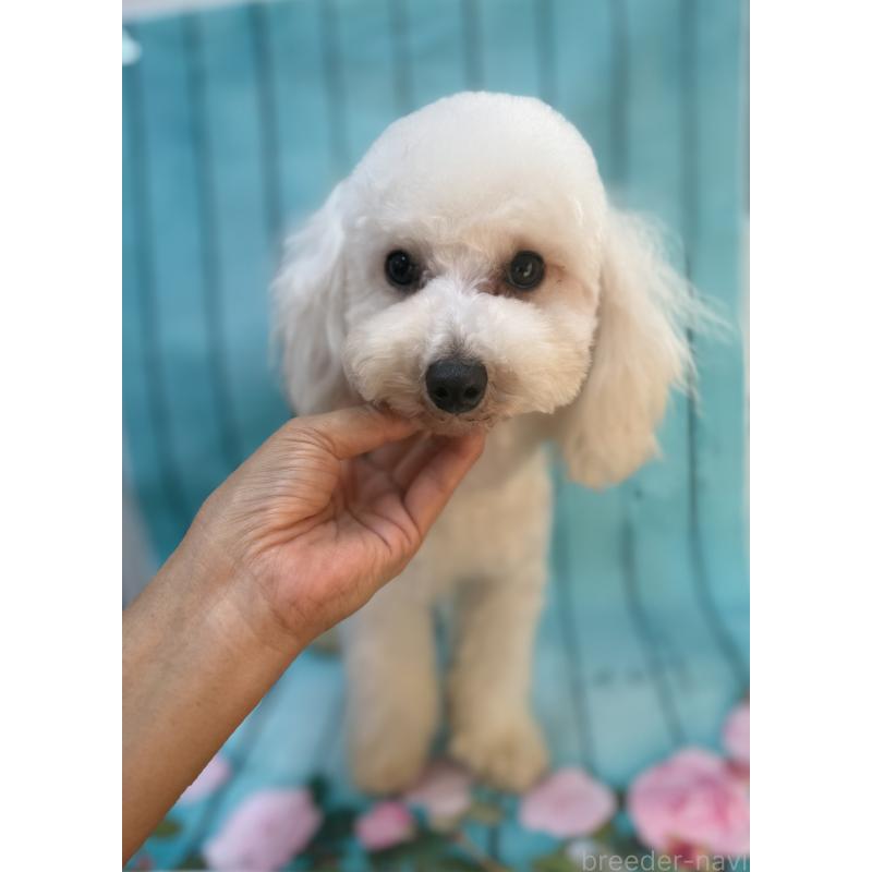 販売中の大阪府のタイニープードル-384232の4枚目