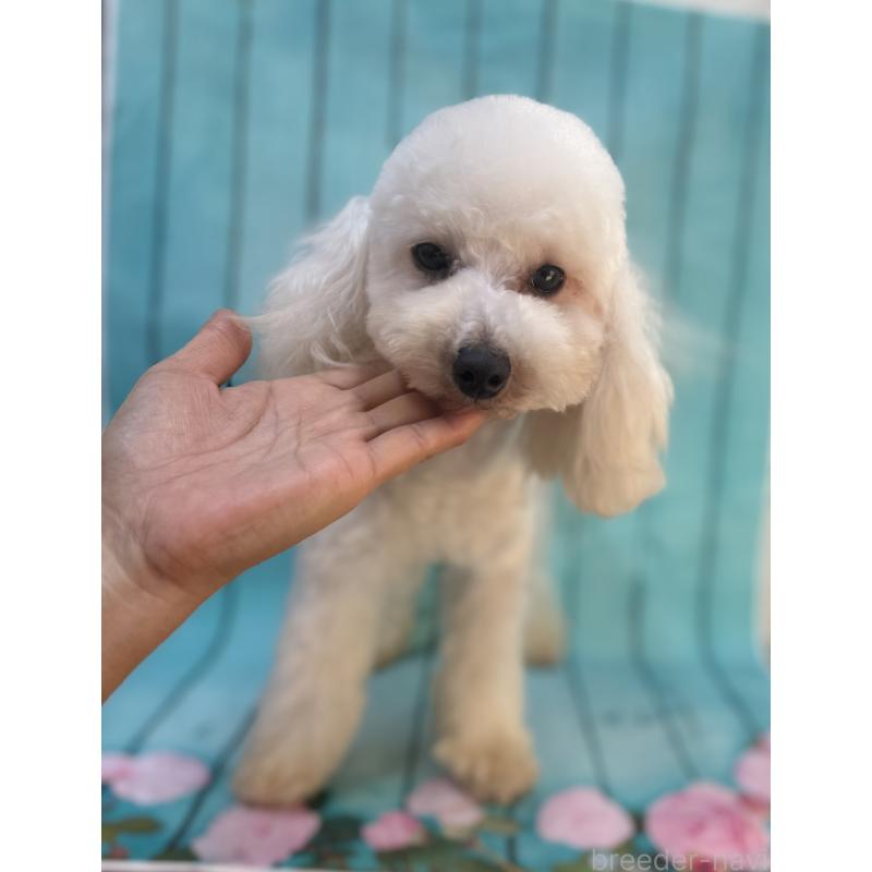 販売中の大阪府のタイニープードル-384232の3枚目
