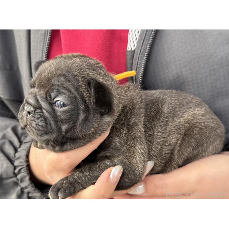 販売中の徳島県のフレンチブルドッグ-440555の6枚目