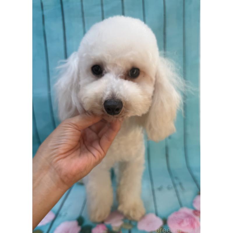 販売中の大阪府のタイニープードル-384232の2枚目
