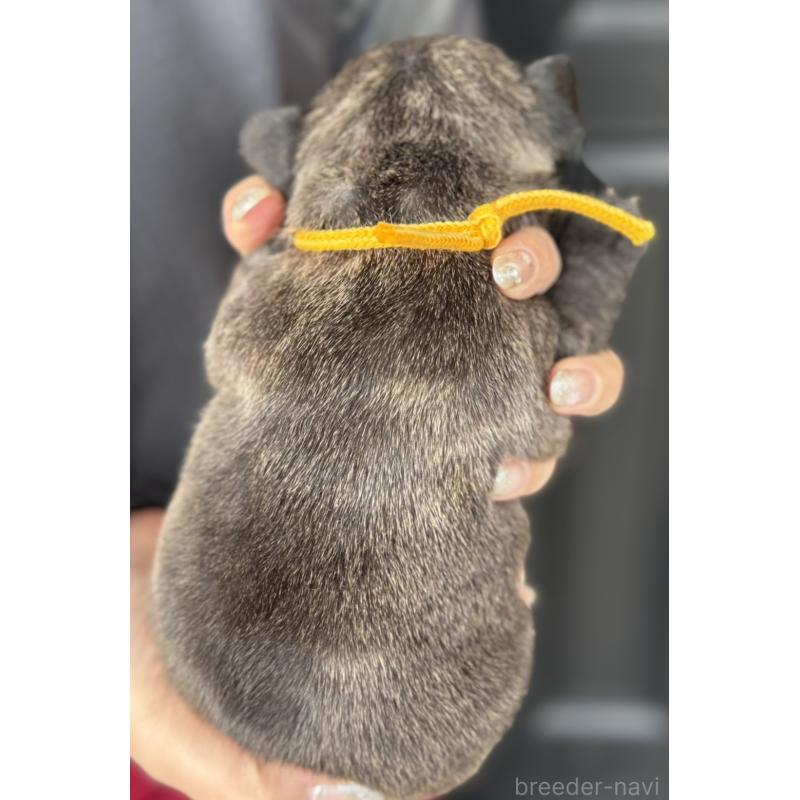 販売中の徳島県のフレンチブルドッグ-440555の5枚目