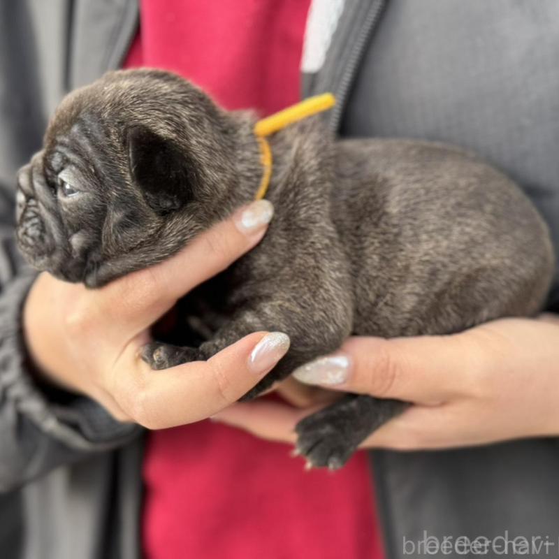 販売中の徳島県のフレンチブルドッグ-440555の3枚目