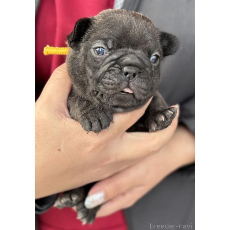 販売中の徳島県のフレンチブルドッグ-440555の2枚目