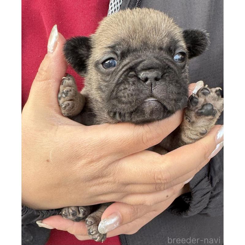 販売中の徳島県のフレンチブルドッグ-440563の6枚目