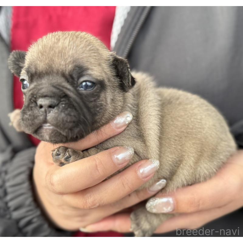 販売中の徳島県のフレンチブルドッグ-440563の5枚目