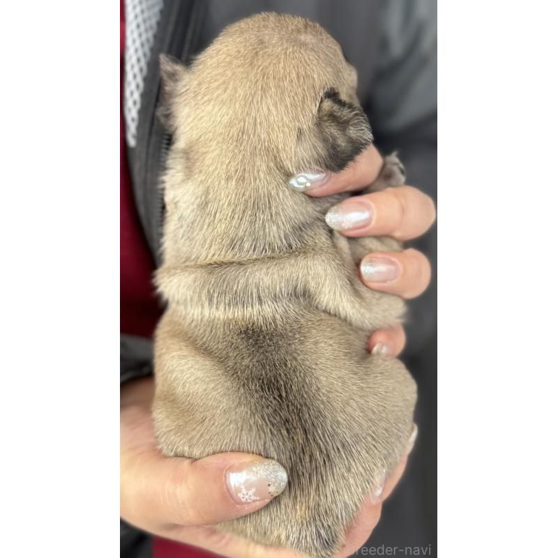 販売中の徳島県のフレンチブルドッグ-440563の4枚目