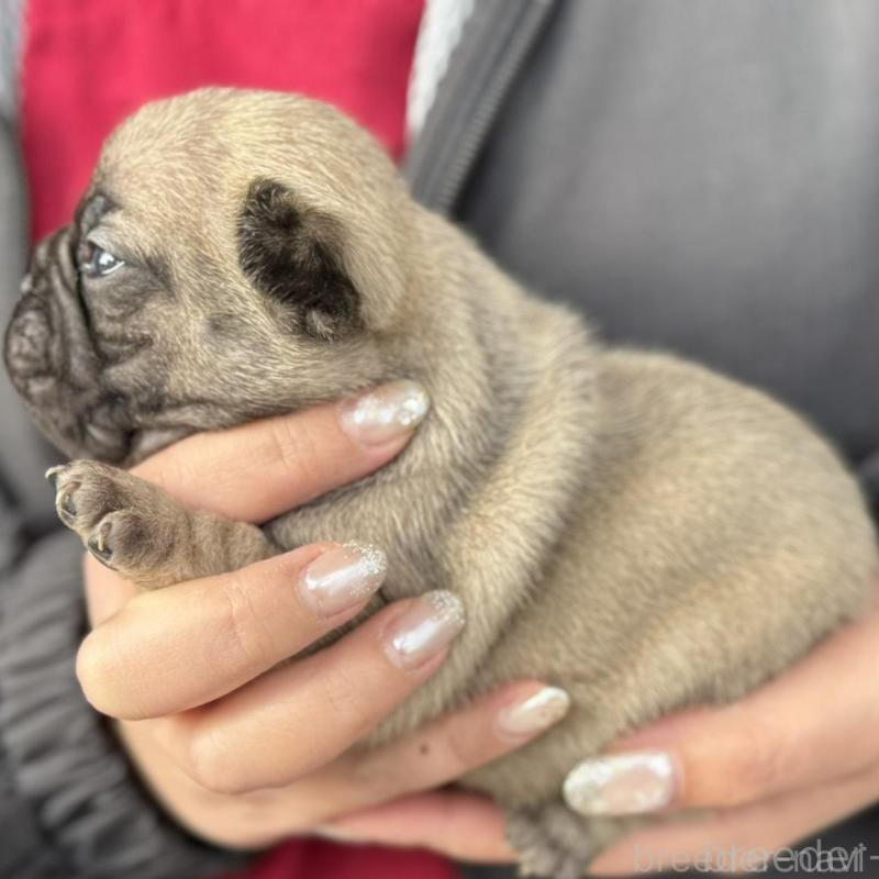 販売中の徳島県のフレンチブルドッグ-440563の3枚目