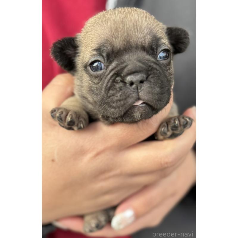 販売中の徳島県のフレンチブルドッグ-440563の2枚目