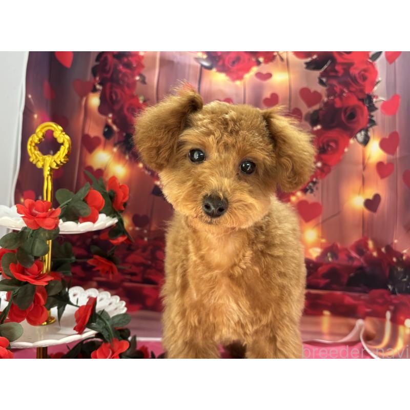 販売中の栃木県のタイニープードル-423582