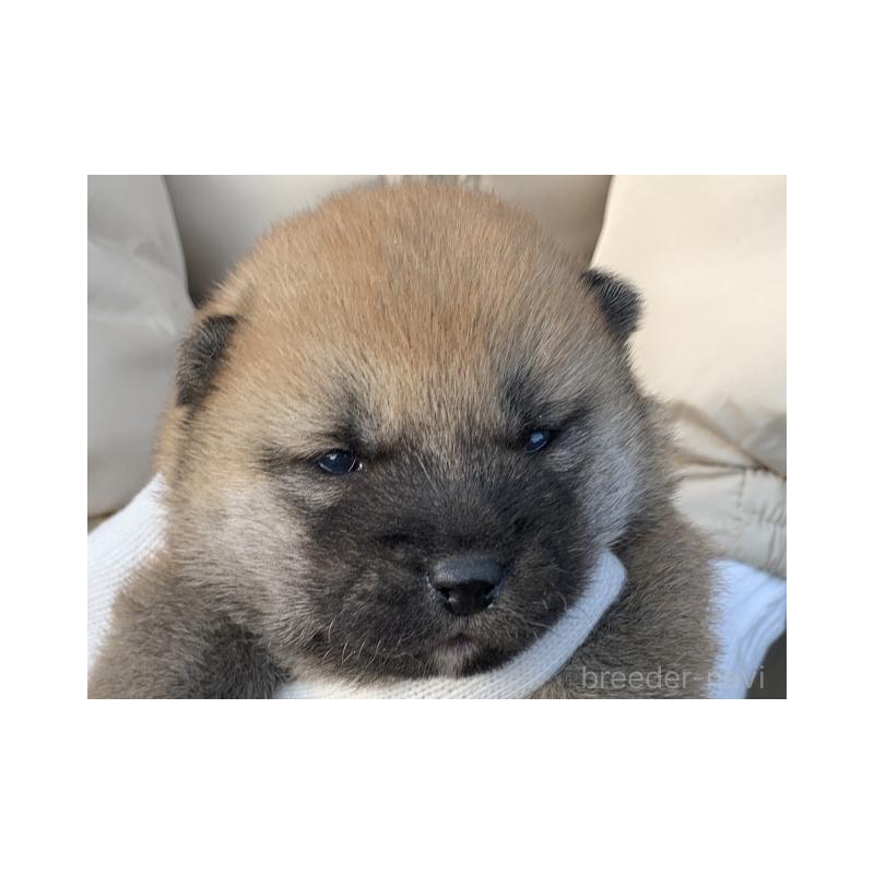 販売中の長崎県の柴犬-440564