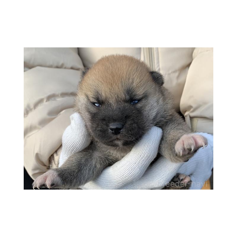 販売中の長崎県の柴犬-440564の2枚目