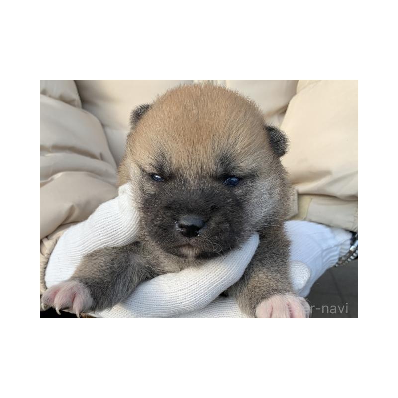 販売中の長崎県の柴犬-440564の3枚目