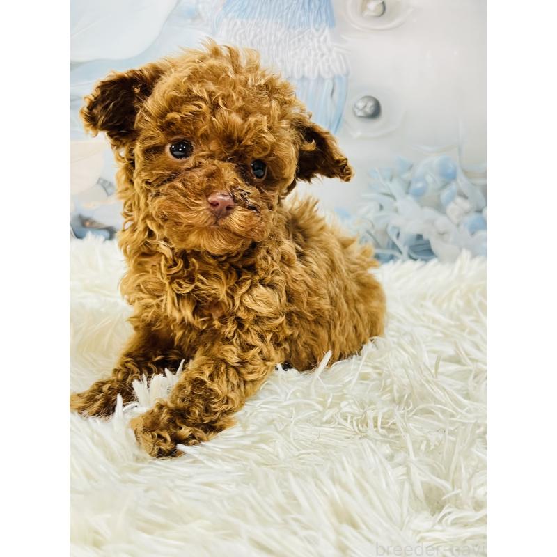 販売中の茨城県のティーカッププードル-440573の4枚目